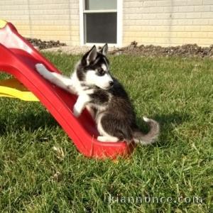 Disponibles «3 chiots husky sibérien