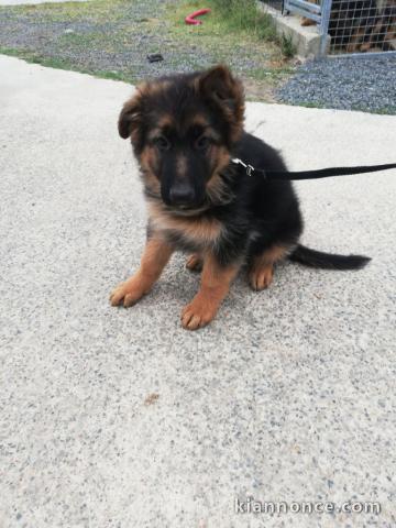 Chiots berger allemand lofs à réservé