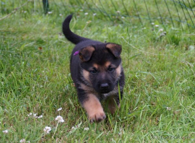 Chiots berger allemand lofs à réservé