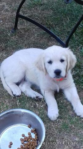 Chiots Golden Retriever