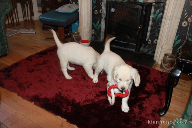 Chiots Golden Retriever