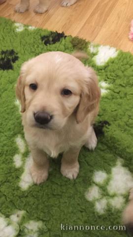 Chiots Golden Retriever
