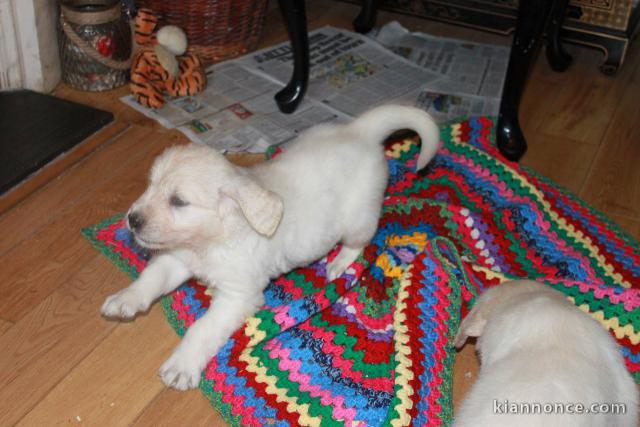 Chiots Golden Retriever