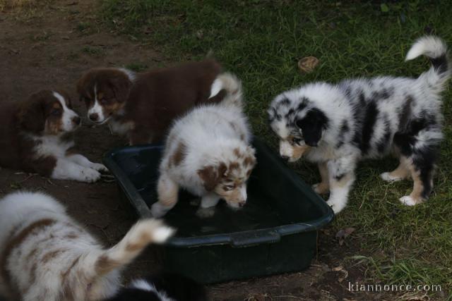 Chiots berger australiens 