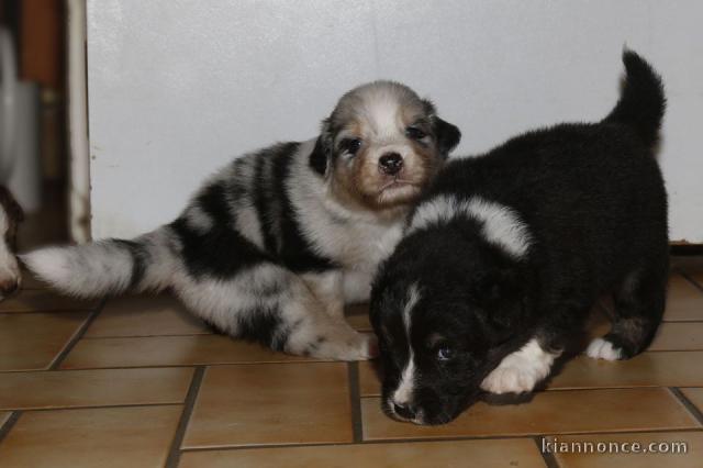 Chiots berger australiens disponible.