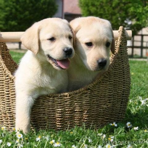 Chiots Golden Retriever