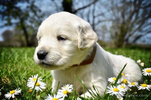 Chiots Golden Retriever