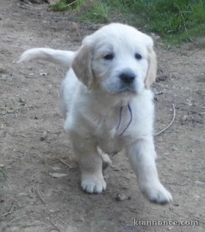Chiots Golden Retriever