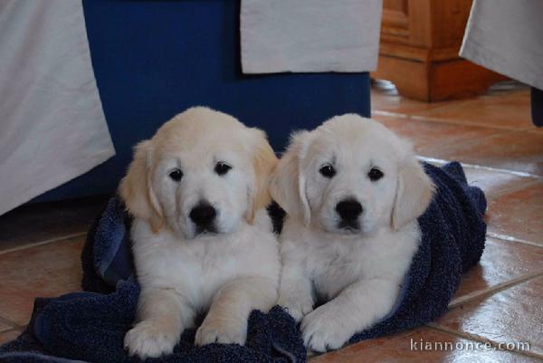 Chiots Golden Retriever