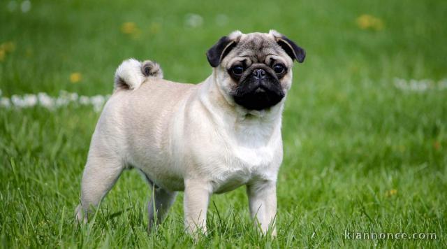 Je suis dispo pour les chiens