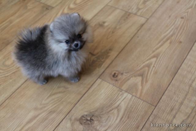 	Chiots spitz nain disponible âgés de 3 mois déjà 