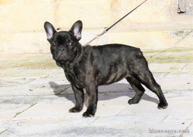 CHIOTS BOULEDOGUE FRANÇAIS A DONNE  / 