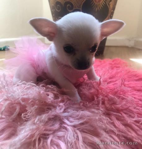 adorable chiots chihuahua pure race