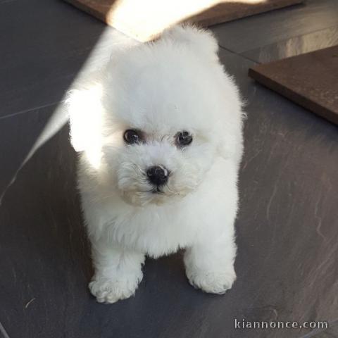 Jolies chiots chihuahua 