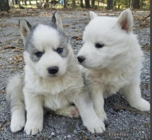 Jolie chiots husky sibérien a donner 