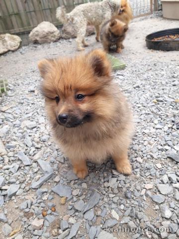 magnifiques chiots spitz