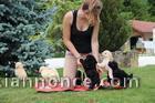 Adorables Chiots Caniche Pure Race