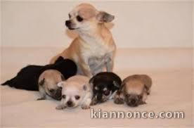 Superbes Chiots Chihuahua Pure Race Poils Courts Taille Standard