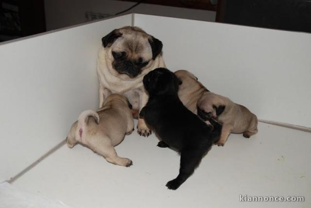 Magnifiques Chiots Carlin Pure Race 