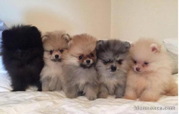 Magnifiques Chiots Spitz Nain Poméranien Pure Race