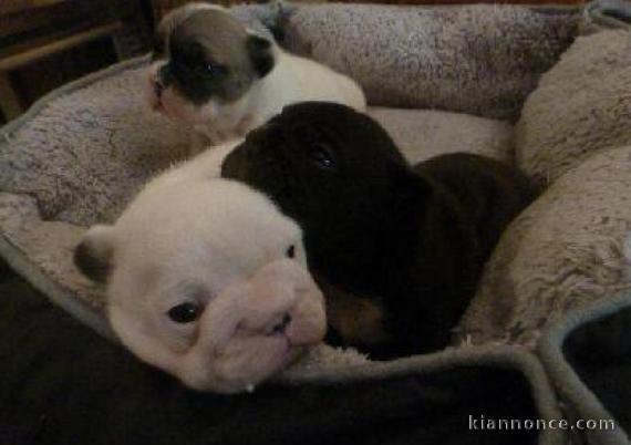 Magnifiques Chiots Bouledogues Français Pure Race