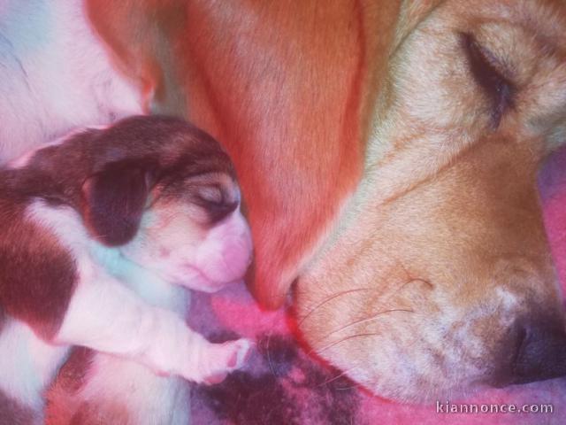 Superbes Chiots Beagle Pure Race