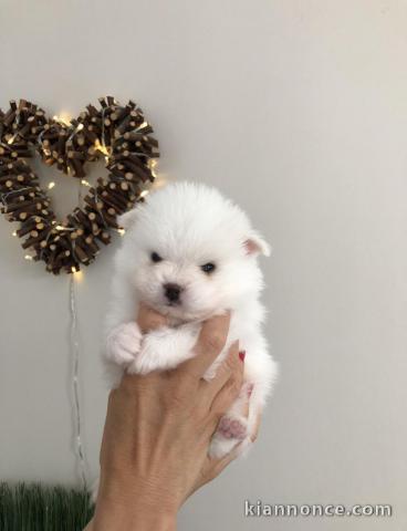 Disponibles 2 chiots Spitz Nain