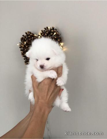 2 magnifiques chiots de type Spitz Nain