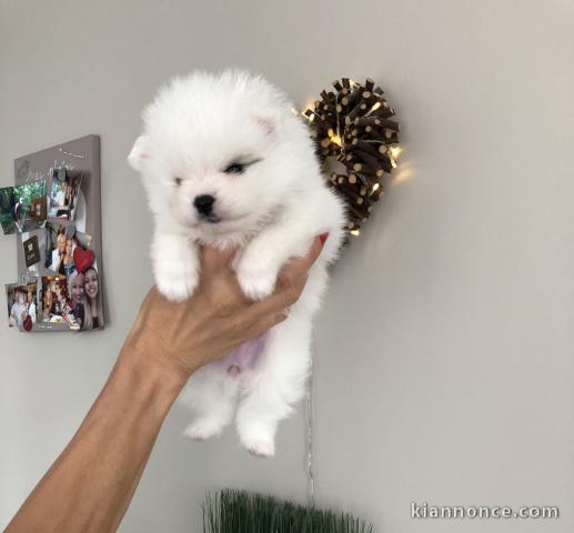 Propose adorables chiots Spitz Nain