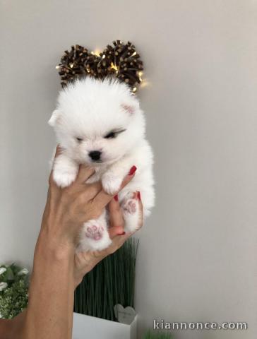 Adorables chiots Spitz Nain Dispo