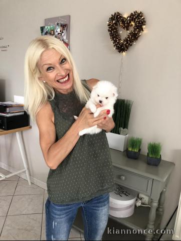 Propose adorables chiots Spitz Nain de race