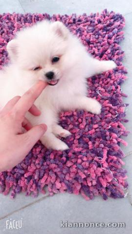 Mignons Chiots Spitz Nain pour vous .