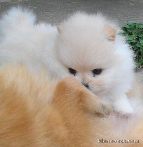 Ultimes Chiots Spitz Nain Disponibles