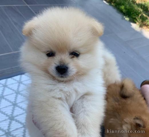 Magnifiques Chiots Spitz Nain Poméranien