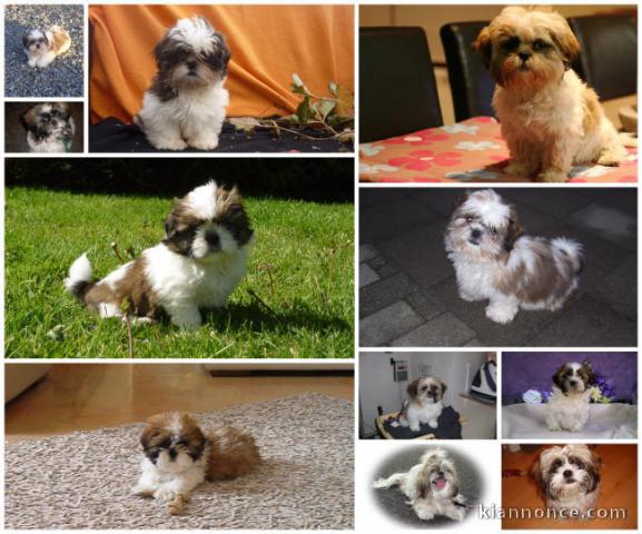 Chiots shi tzu disponibles