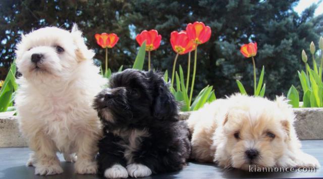 Superbes Chiots Bichon Havanais Pure Race Pedigree