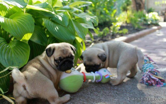Adorable chiots carlin