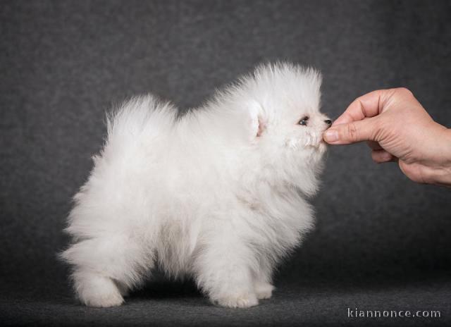 nos magnifiques chiots type spitz nain
