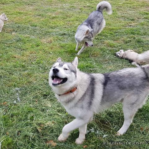 Husky Sibérien pour adoption