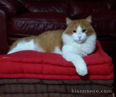 MINOU A DISPARU ou emmené loin et a été abandonné