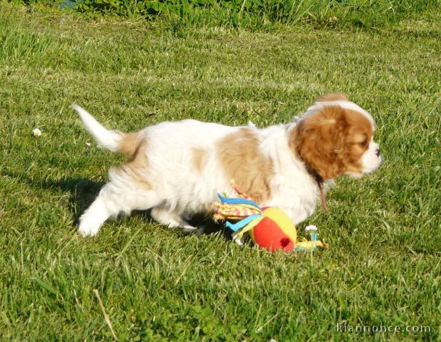 Magnifique Cavalier King Charles Spaniel Femelle