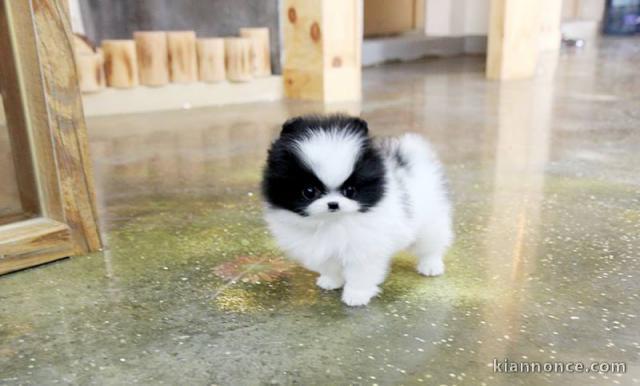 Charmants chiots blancs de Poméranie disponibles