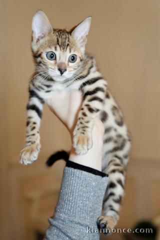 magnifique  chatons bengal a donner
