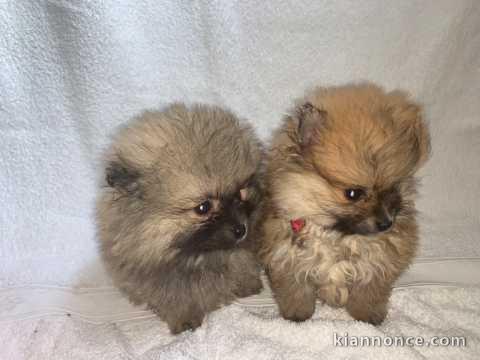 spitz nain a donner lyon