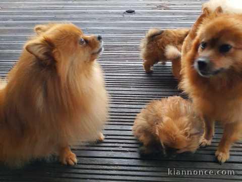 spitz nain a donner auvergne 