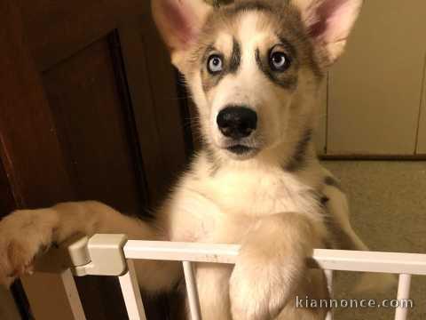 husky sibérien a vendre 03