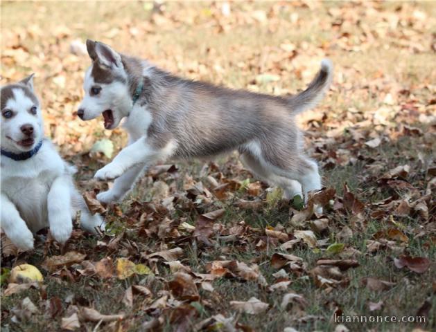 husky sibérien a vendre