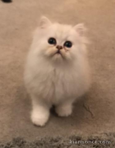 Magnifique Chatons Persan Disponible