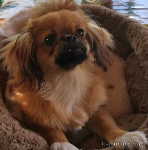 Vend Pékinois de 8 mois 