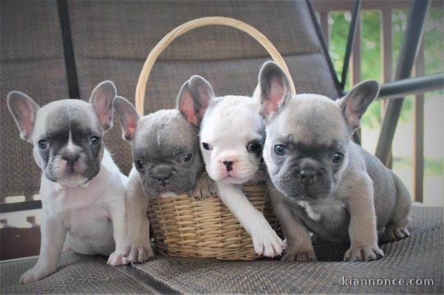Adorables Chiots bouledogue français Lof 
